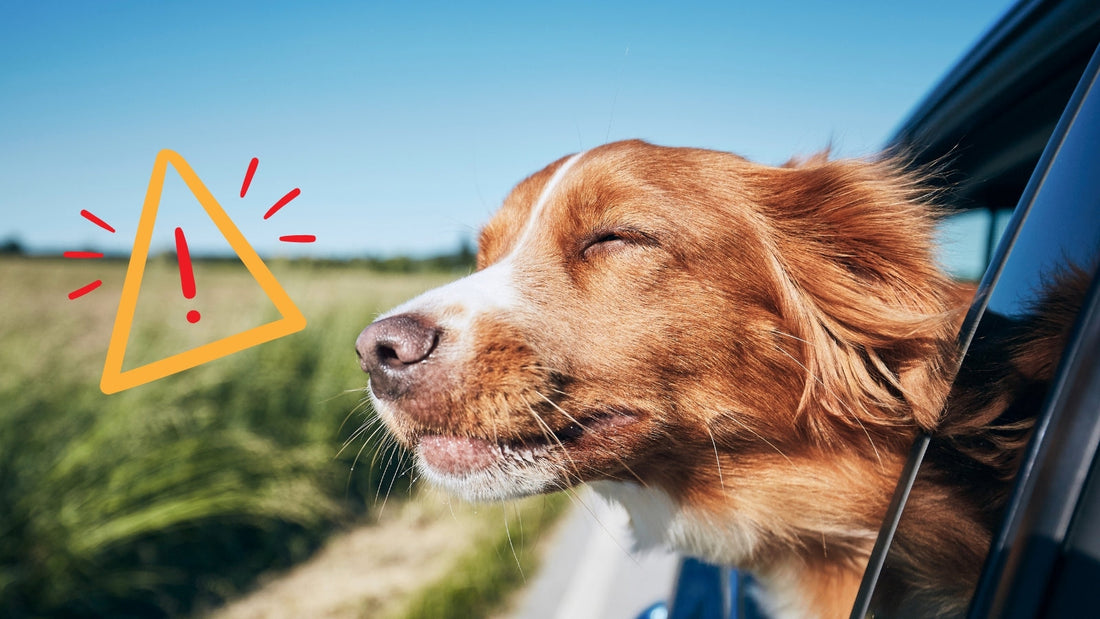 Muss mein Hund im Auto gesichert werden?
