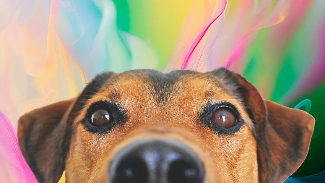 Können Hunde Farben sehen?