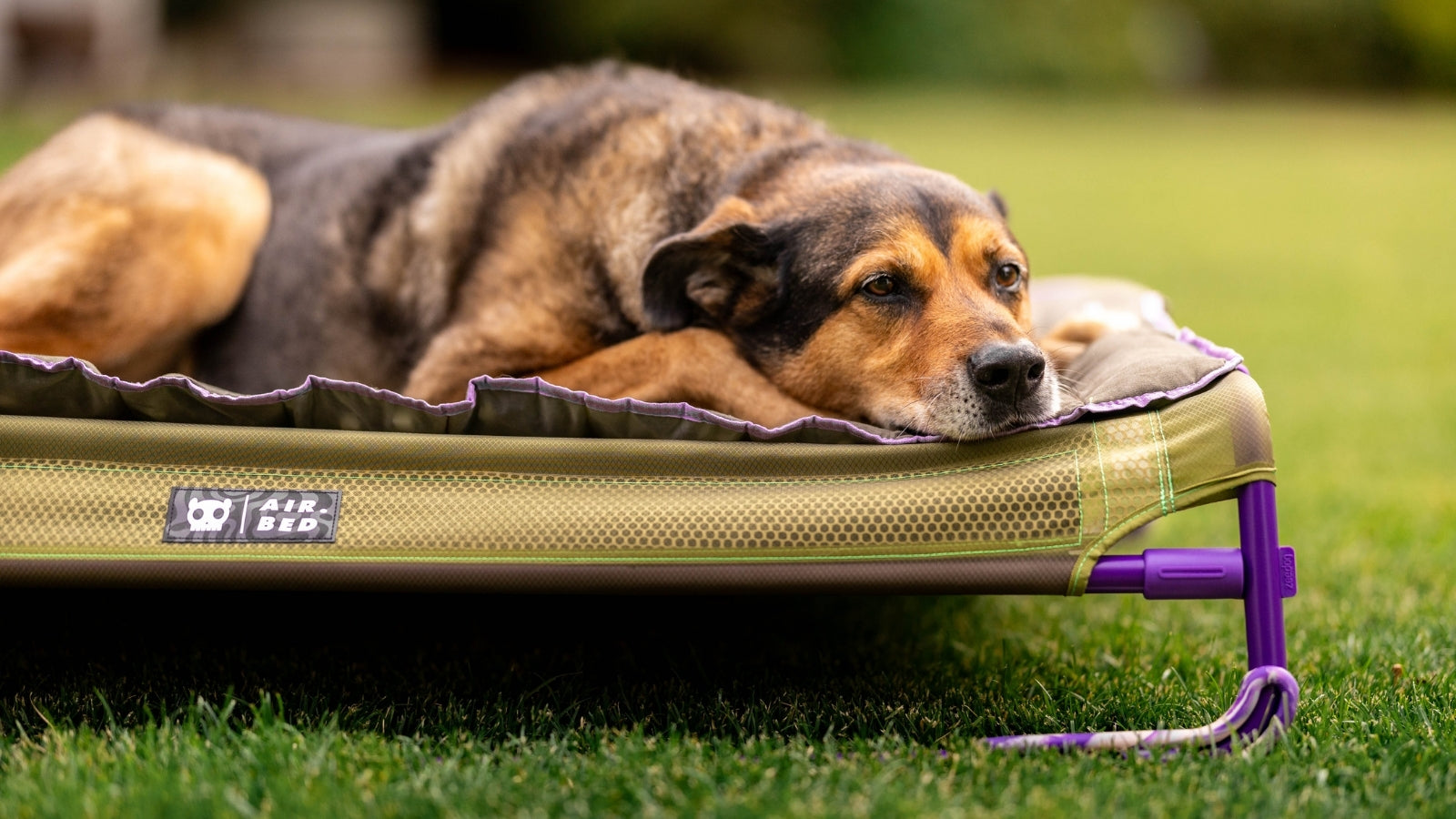 Entspannter Hund liegt ruhend auf dem erhöhten Air.Bed im Gras und döst mit aufgelegtem Kopf