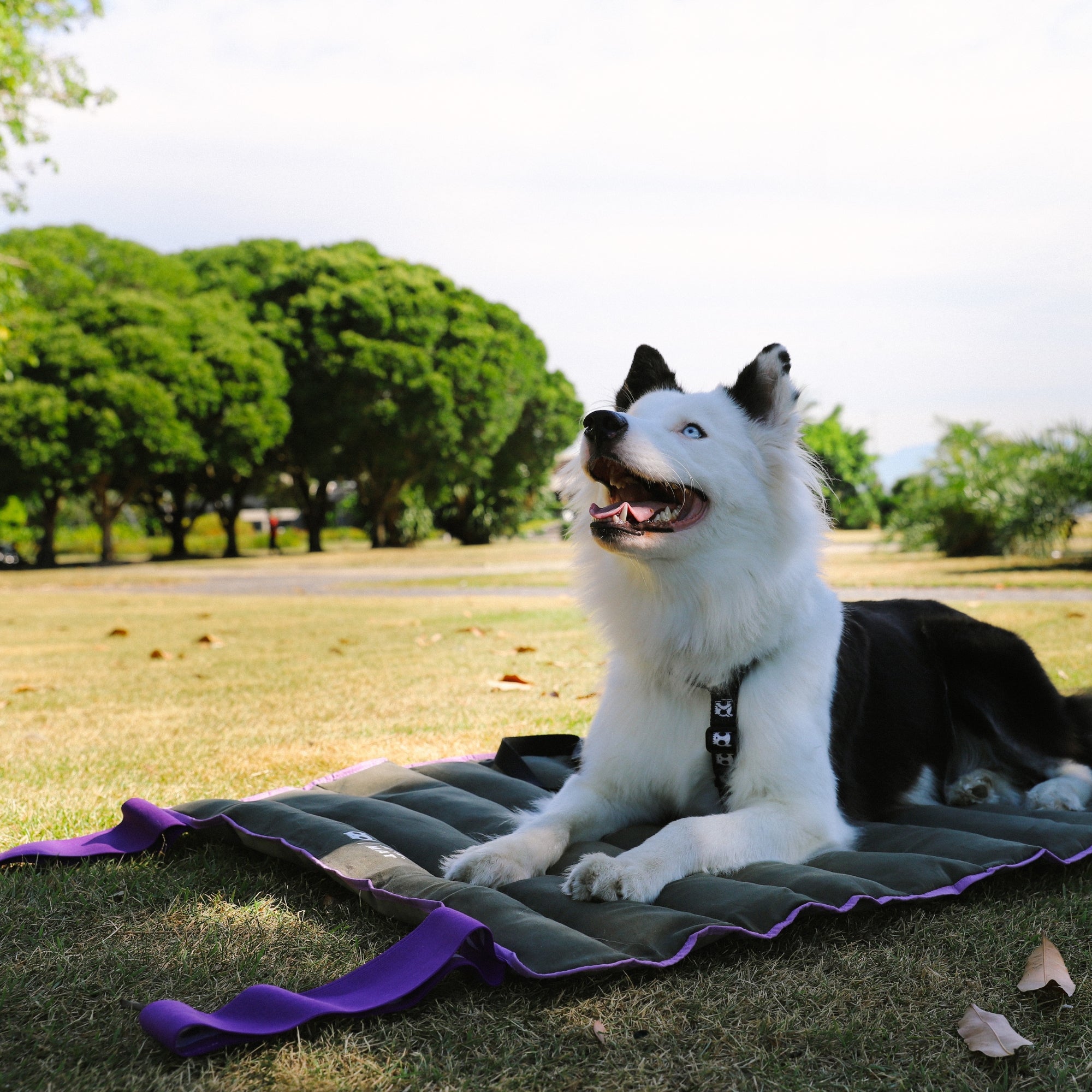 Reise-Set für Hunde: Bett, Matte & Napf