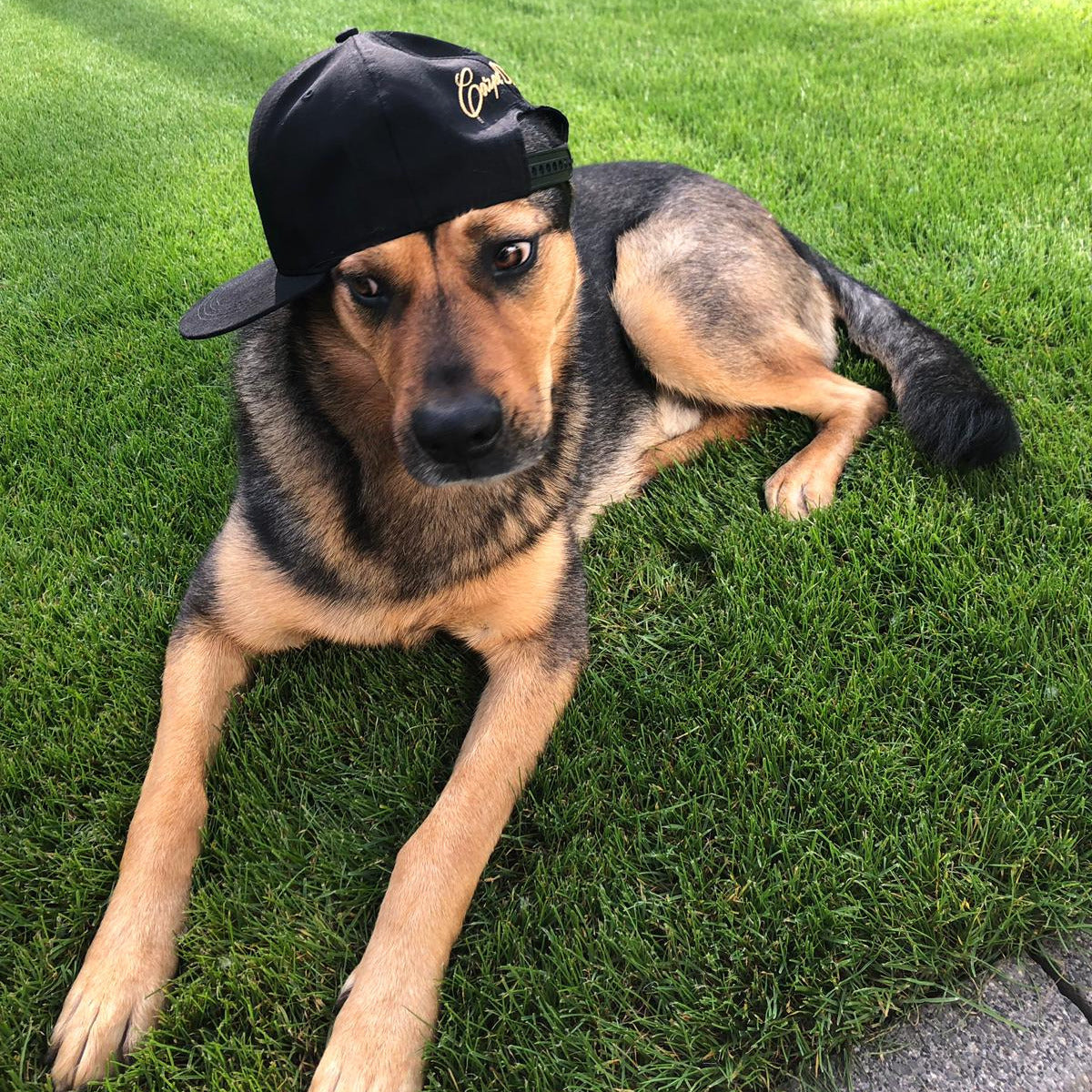 Aik, Hund bei Blizz Dog