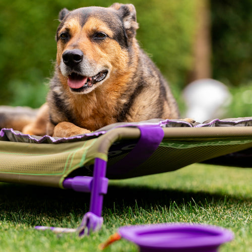 Hund liegt auf dem erhöhten Hundebett des Reisesets auf einer Wiese, davor der faltbare Napf im Gras.
