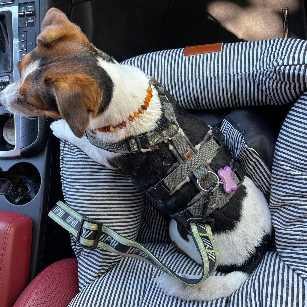 Hund sitzt im Auto und ist mit dem khakifarbenen Anschnallgurt FY Active am Brustgeschirr gesichert