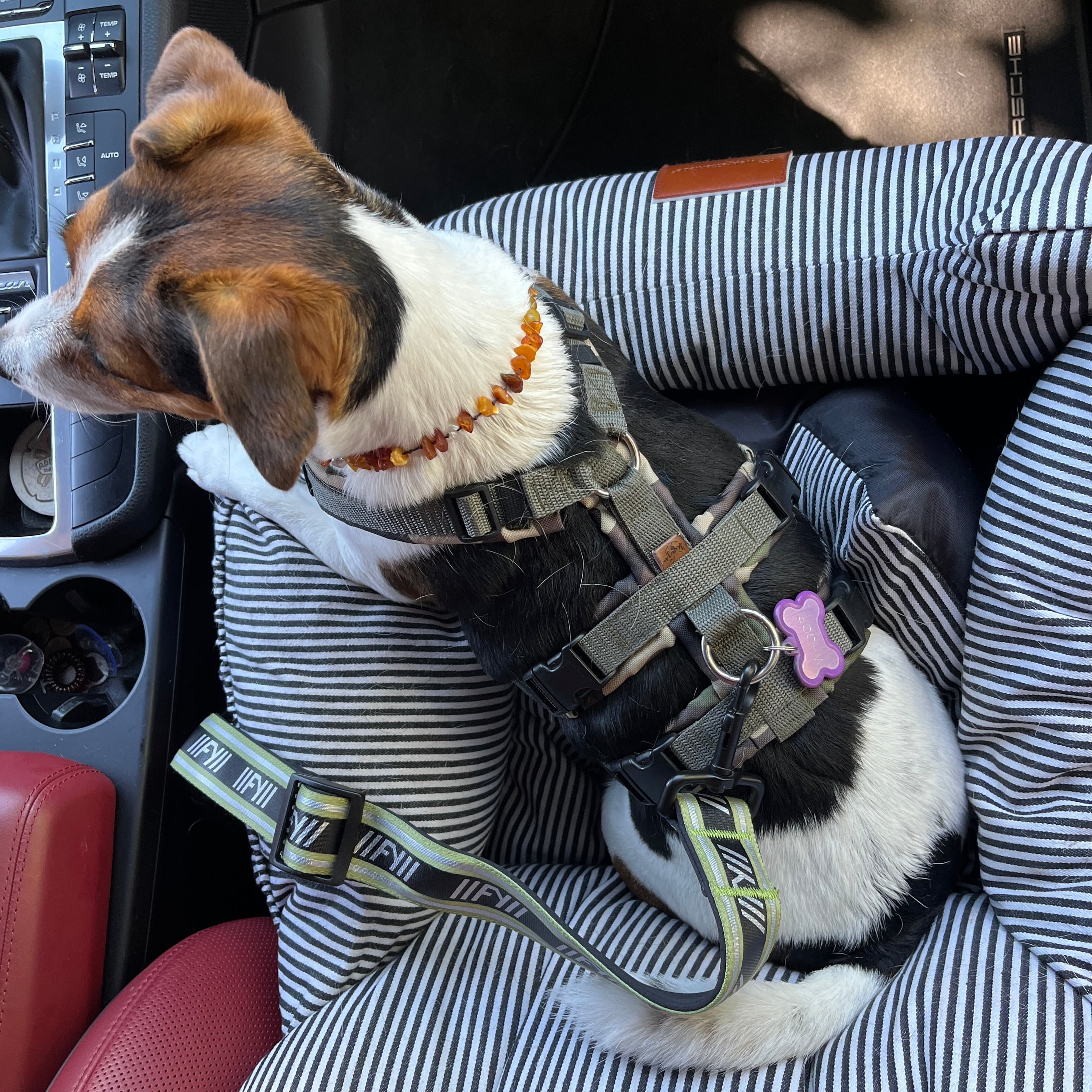 Hund sitzt im Auto und ist mit dem khakifarbenen Anschnallgurt FY Active am Brustgeschirr gesichert