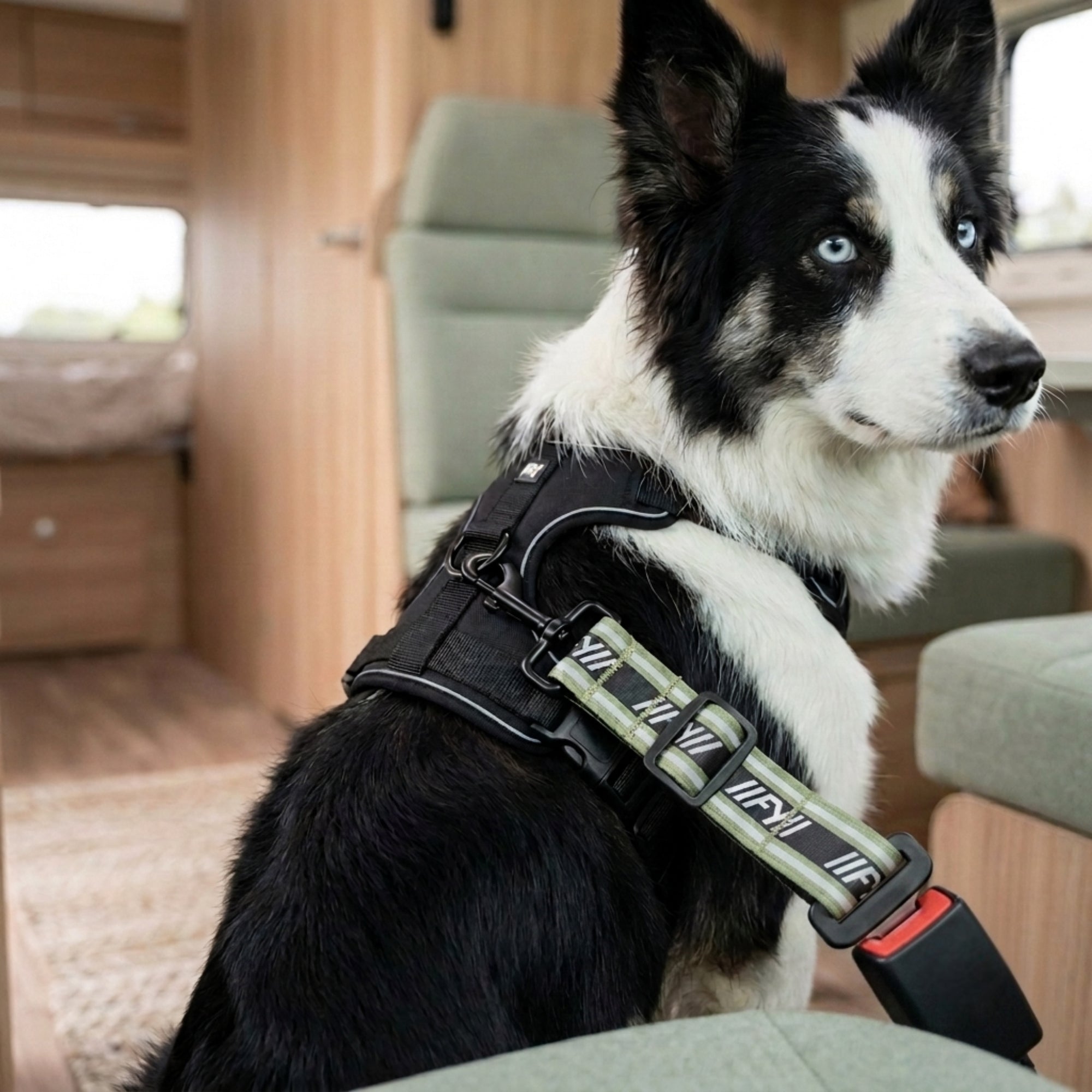 Schwarz-weißer Hund sitzt gesichert im Campervan, khakifarbener Anschnallgurt FY Active im Gurtschloss