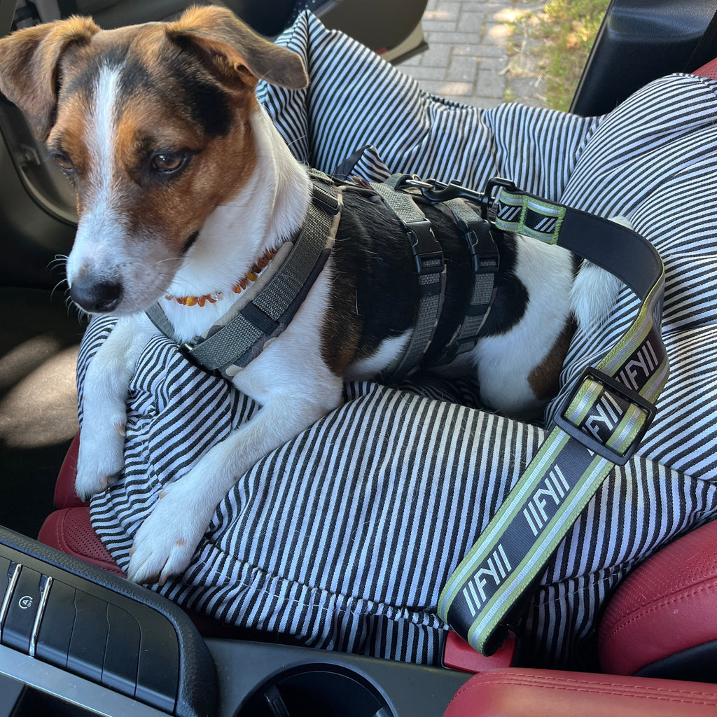 Hund sitzt im Auto gesichert. Der khakifarbenen Anschnallgurt FY Active ist am Brustgeschirr gesichert und im Gurtschloss eingesteckt