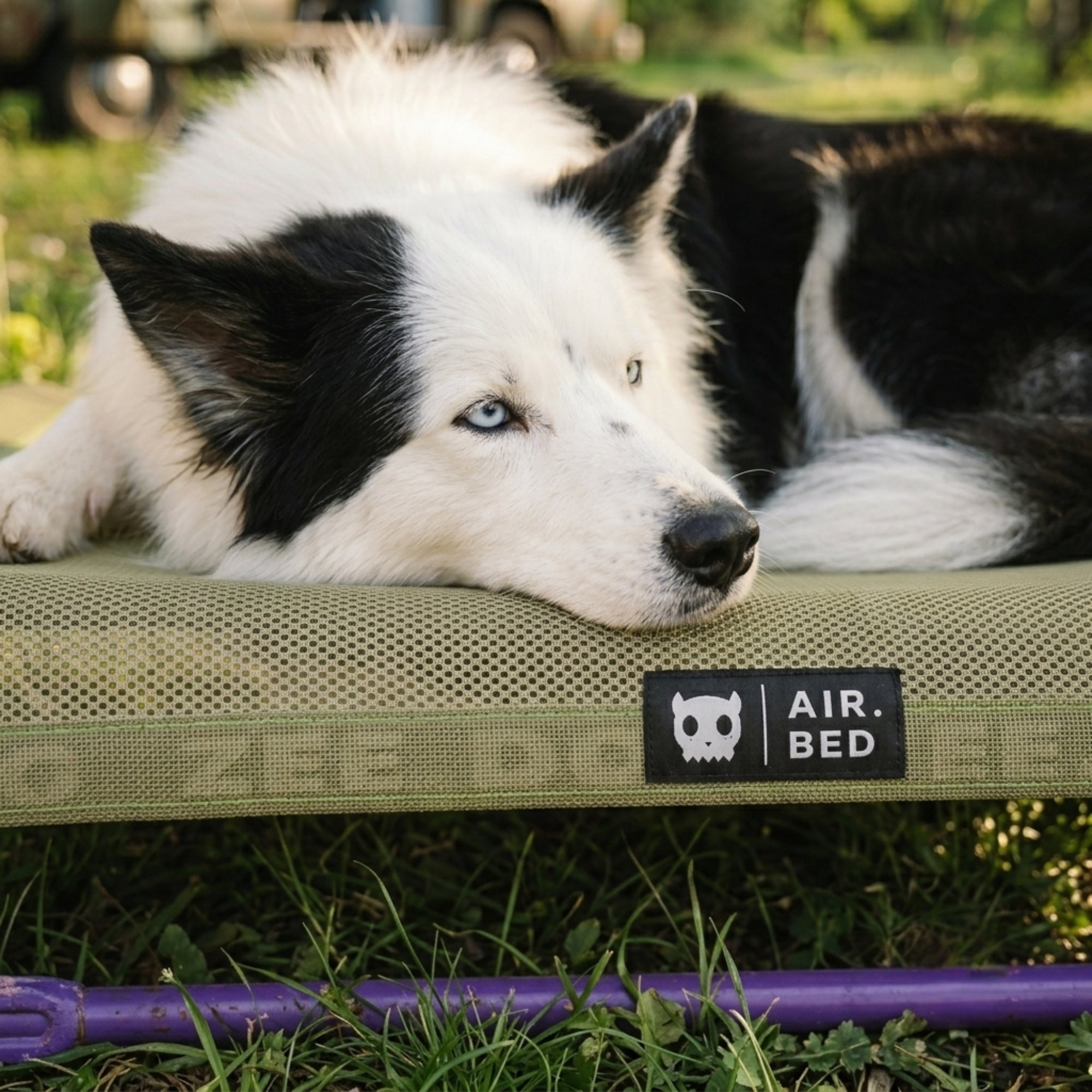 Schwarz-weißer Hund liegt auf dem erhöhten Hundebett Air.Bed am Stellplatz vor dem Campervan