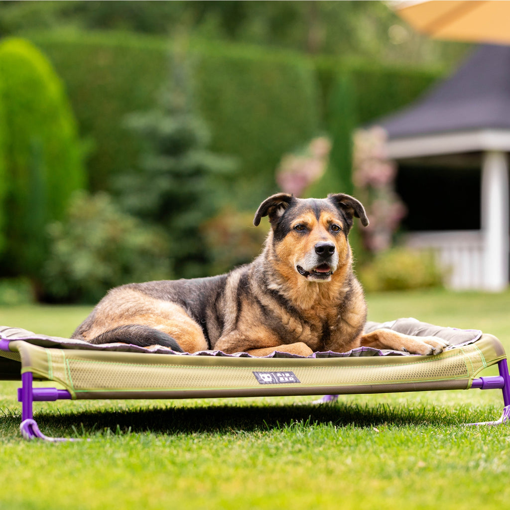 Großer Hund entspannt draußen auf dem erhöhten Hundebett für große Hunde im Garten