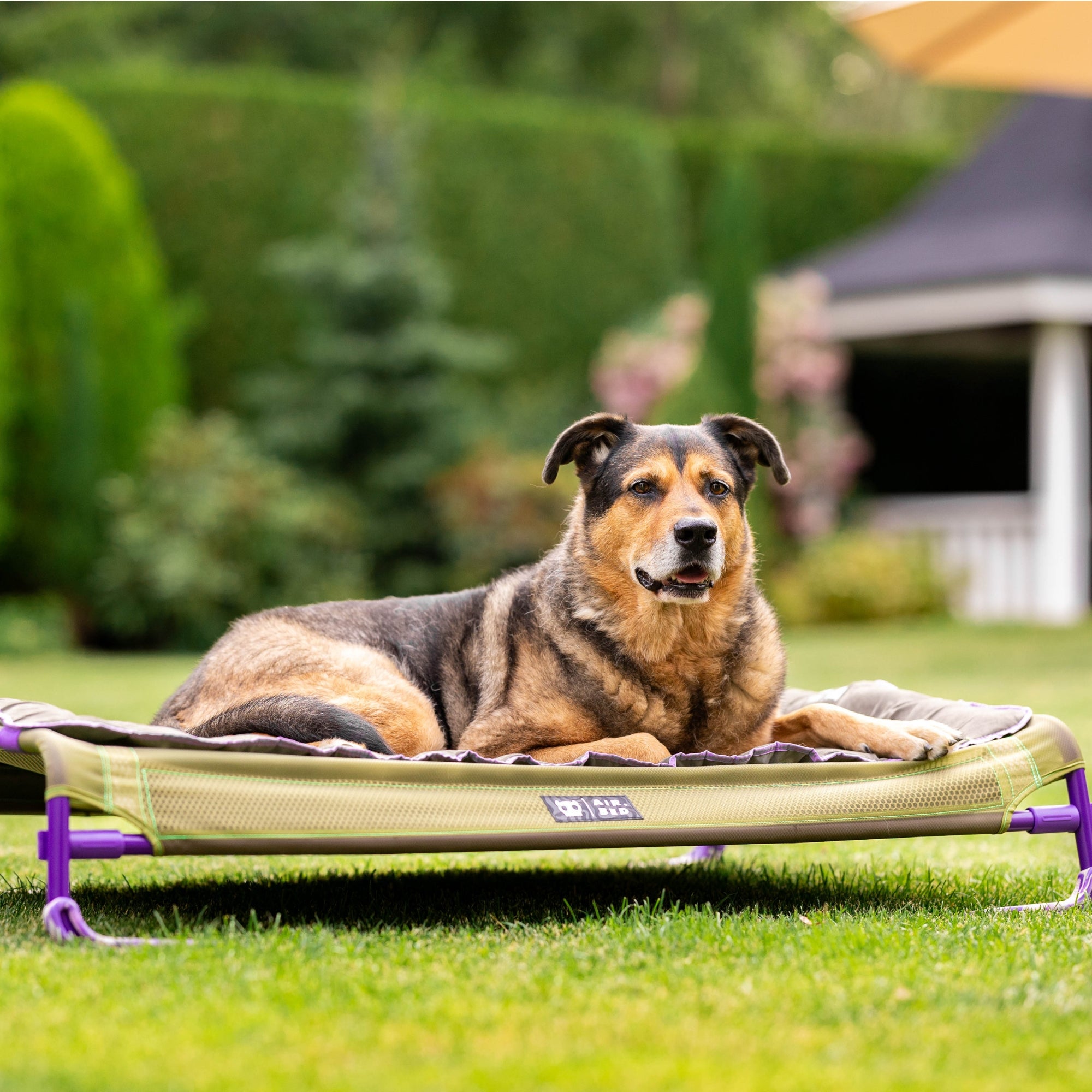 Großer Hund entspannt draußen auf dem erhöhten Hundebett für große Hunde im Garten