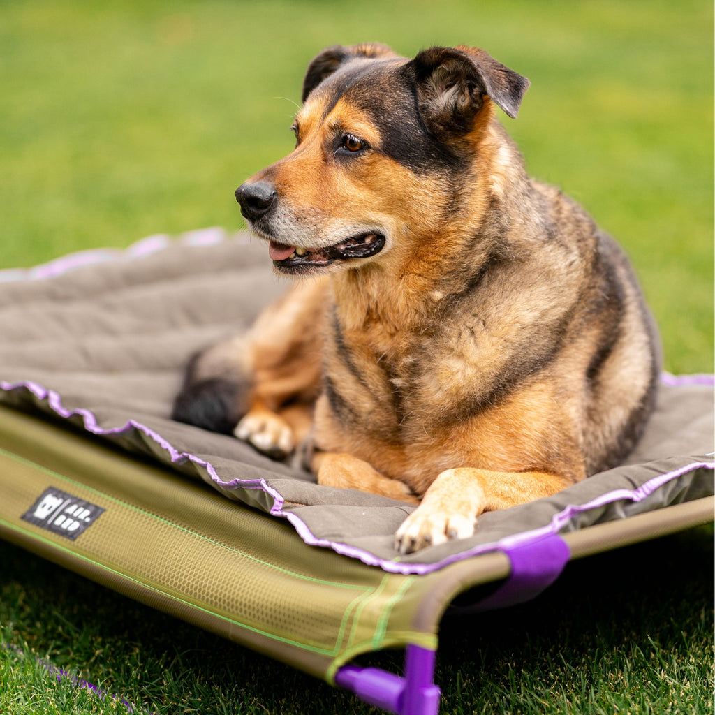 Hund liegt auf der Liegematte, die als weiche Auflage auf dem erhöhten Air.Bed befestigt ist