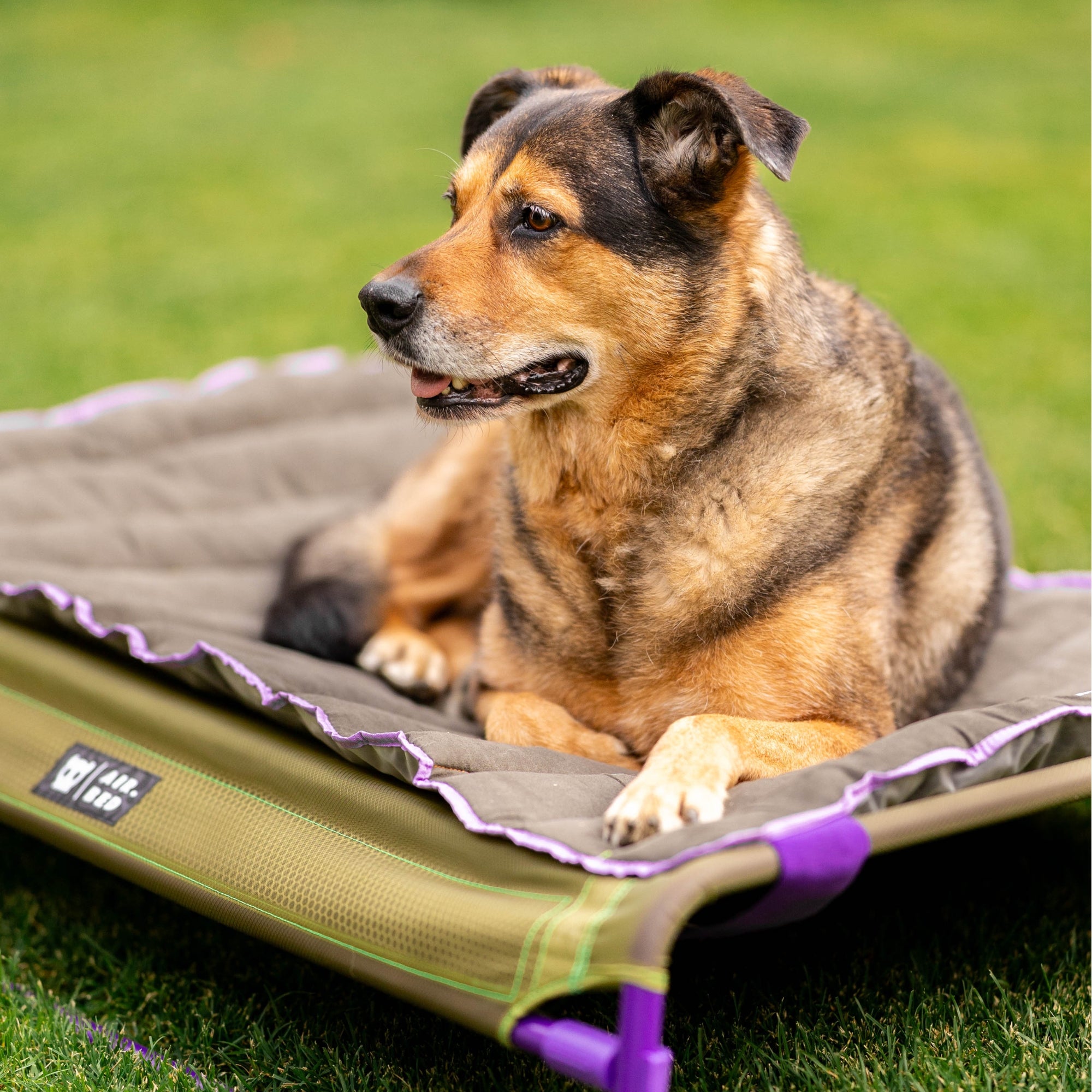 Hund liegt auf der Liegematte, die als weiche Auflage auf dem erhöhten Air.Bed befestigt ist