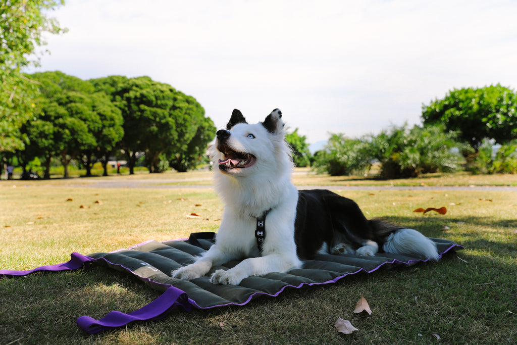 Heller Hund liegt auf der ausgerollten Hundematte als eigener Schlafplatz im Park