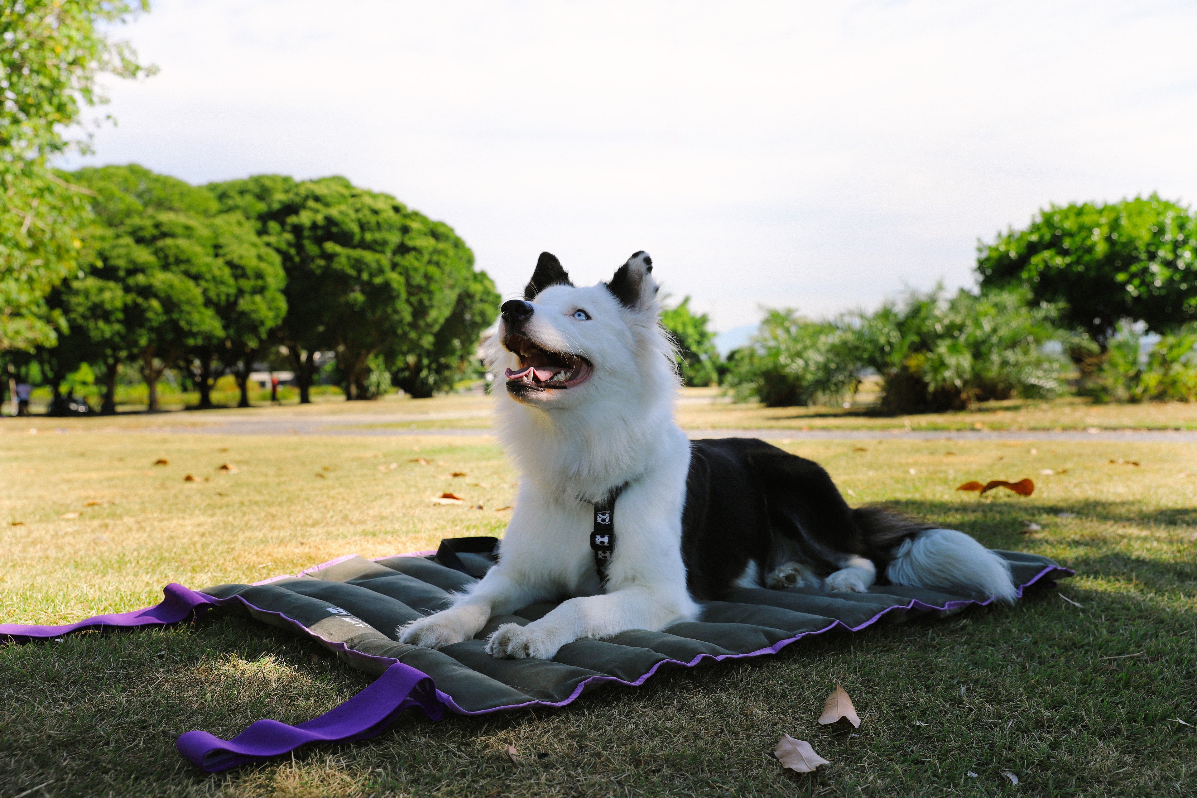Heller Hund liegt auf der ausgerollten Hundematte als eigener Schlafplatz im Park