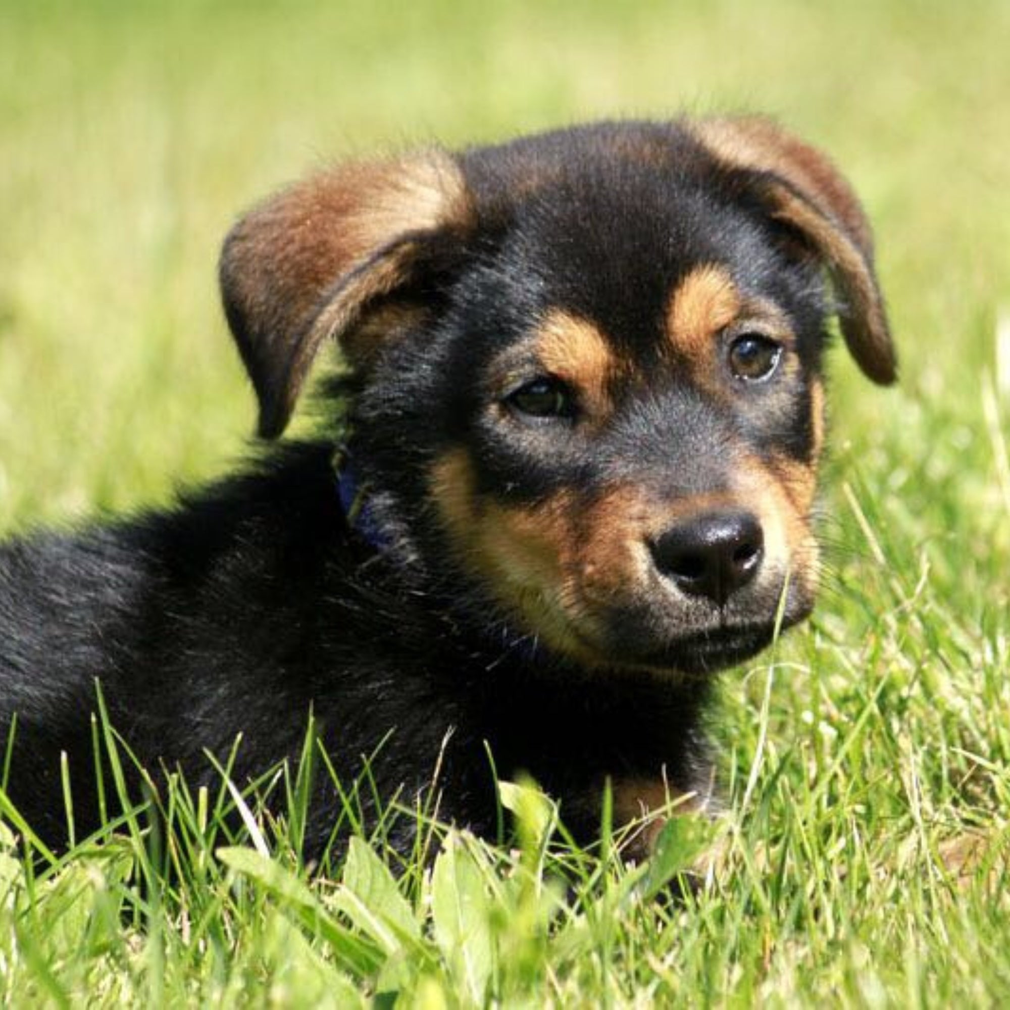 Junger Schäferhund-Welpe liegt im Gras – Blizz Dog, durchdachte Ausrüstung für Hunde